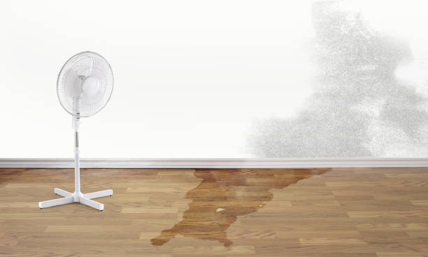 Best Water damage restoration mold remediation  in Southside Place, TX